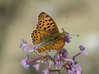 Issoria lathonia [Famille : Nymphalidae]