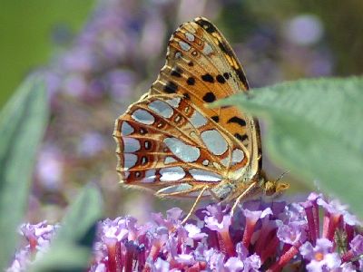 Issoria lathonia [Famille : Nymphalidae]