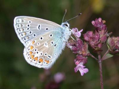 Polyommatus icarus [Famille : Lycaenidae]