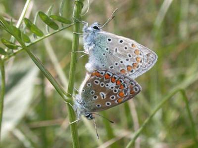 Polyommatus icarus [Famille : Lycaenidae]