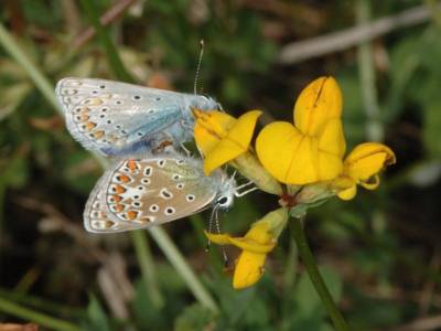 Polyommatus icarus [Famille : Lycaenidae]