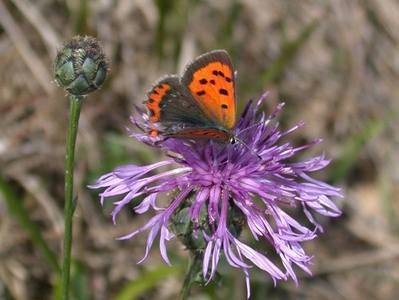 Lycaena phlaeas [Famille : Lycaenidae]