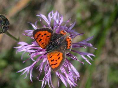 Lycaena phlaeas [Famille : Lycaenidae]