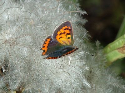 Lycaena phlaeas [Famille : Lycaenidae]