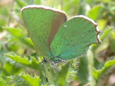 Callophrys rubi [Famille : Lycaenidae]