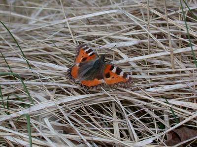 Aglais urticae [Famille : Nymphalidae]