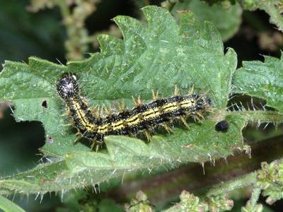 Aglais urticae [Famille : Nymphalidae]