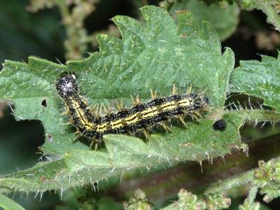 ravageur : Aglais urticae