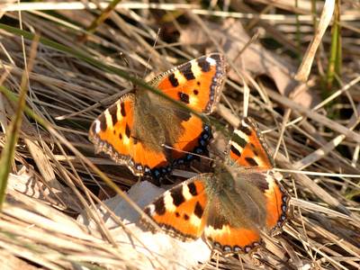 Aglais urticae [Famille : Nymphalidae]