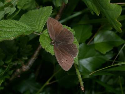 Aphantopus hyperantus [Famille : Nymphalidae]