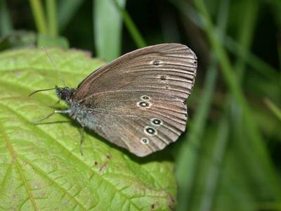 Aphantopus hyperantus [Famille : Nymphalidae]