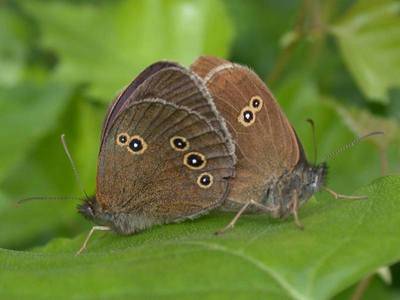 Aphantopus hyperantus [Famille : Nymphalidae]