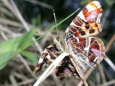 Araschnia levana [Famille : Nymphalidae]