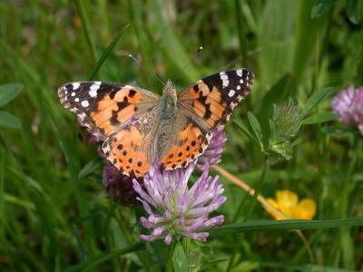 Vanessa cardui [Famille : Nymphalidae]