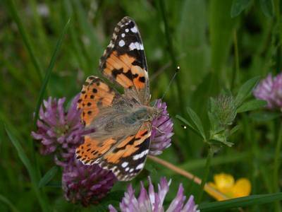 Vanessa cardui [Famille : Nymphalidae]