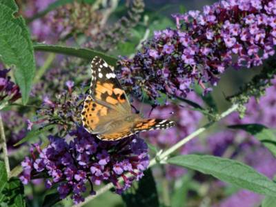 Vanessa cardui [Famille : Nymphalidae]