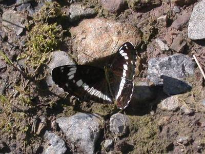 Limenitis camilla [Famille : Nymphalidae]