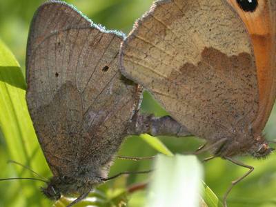 Maniola jurtina [Famille : Nymphalidae]