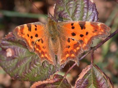 Polygonia c-album [Famille : Nymphalidae]