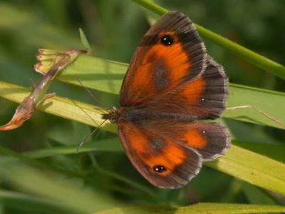 Pyronia tithonus [Famille : Nymphalidae]