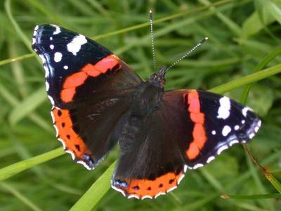 Vanessa atalanta [Famille : Nymphalidae]