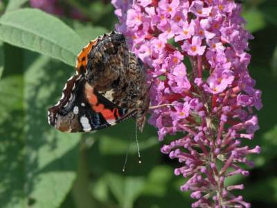 Vanessa atalanta [Famille : Nymphalidae]