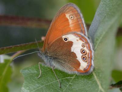 Coenonympha arcania [Famille : Nymphalidae]