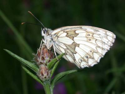 Melanargia galathea [Famille : Nymphalidae]