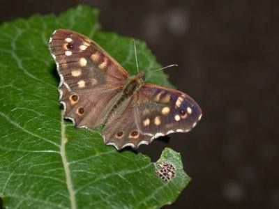 Pararge aegeria [Famille : Nymphalidae]