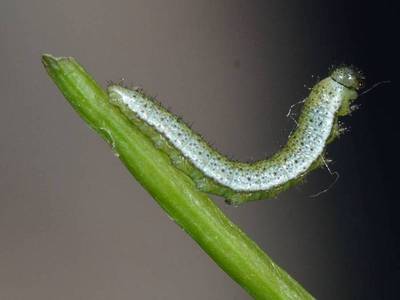 Anthocharis cardamines [Famille : Pieridae]