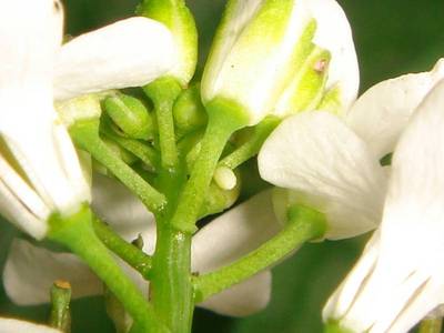 Anthocharis cardamines [Famille : Pieridae]