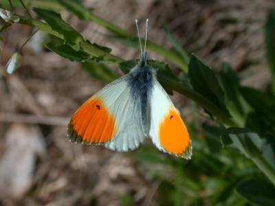 Anthocharis cardamines [Famille : Pieridae]