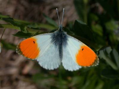 Anthocharis cardamines [Famille : Pieridae]