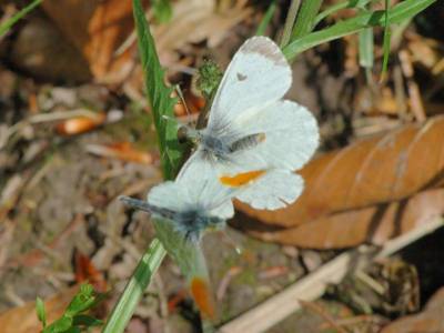 Anthocharis cardamines [Famille : Pieridae]