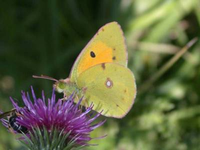 Colias crocea [Famille : Pieridae]