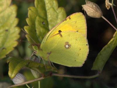 Colias crocea [Famille : Pieridae]