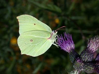 Gonepteryx rhamni [Famille : Pieridae]