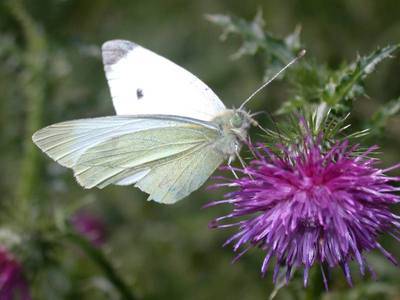 Pieris napi [Famille : Pieridae]