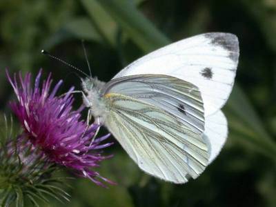 Pieris napi [Famille : Pieridae]