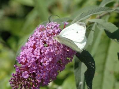 Pieris napi [Famille : Pieridae]