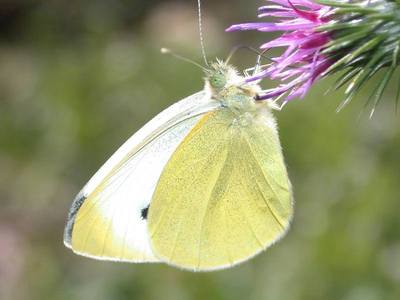 Pieris rapae [Famille : Pieridae]