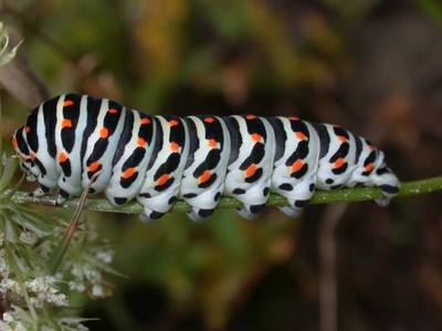 Papilio machaon [Famille : Papilionidae]