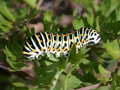 Papilio machaon [Famille : Papilionidae]