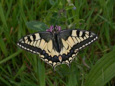 Papilio machaon [Famille : Papilionidae]