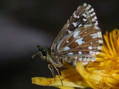 Pyrgus malvae [Famille : Hesperiidae]