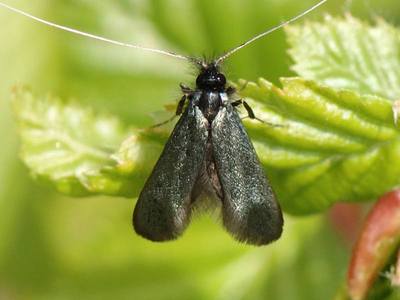 Adela reaumurella [Famille : Adelidae]