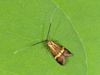 Nemophora degeerella [Famille : Adelidae]