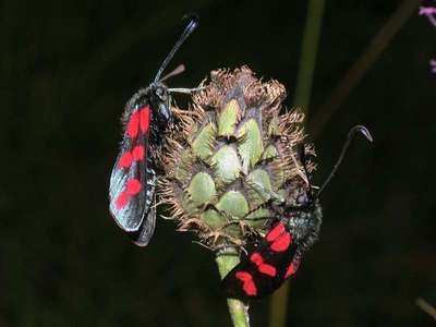 Zygaena filipendulae [Famille : Zygaenidea]