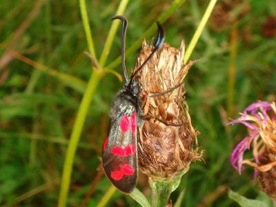 Zygaena filipendulae [Famille : Zygaenidea]