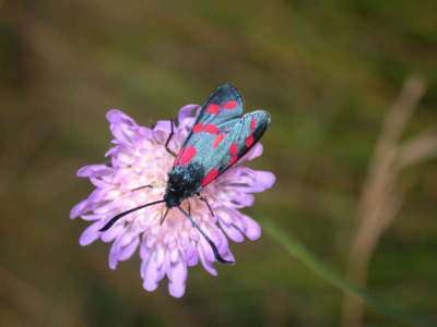 Zygaena filipendulae [Famille : Zygaenidea]